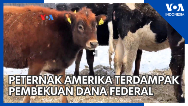 Peternak Amerika Terdampak Pembekuan Dana Federal 
