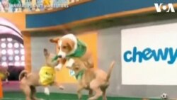 Puppy Bowl, Pertandingan Football dengan Anjing-Anjing Lucu