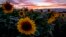 Sunflowers stand in a field in Frankfurt, Germany, after the sun set on Monday, July 20, 2020. 