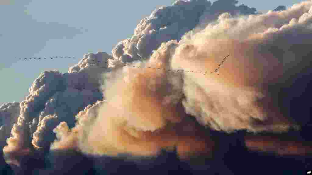 Des oiseaux volent dans la &nbsp;fumée à Fort McMurray, le 5 mai 2016.