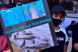 A protester seeks "justice for our dolphins" in Port Louis, Mauritius, Aug. 29, 2020, in response to the government's slow response to an oil spill from a grounded Japanese ship.
