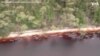 Aerial Footage Appears to Show Dead Whales in Tasmania 