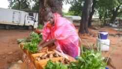 Kobina Hudson, is an organic farmer in Ghana. Before the PGS system, he had to explain to customers his organic practices, July 4, 2020. (Stacey Knott/VOA)