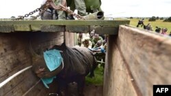 Les membres de Kenya Wildlife Services chargent un rhinocéros mâle noir sur un camion pour leur transfert dans le parc national de Nairobi, le 26 juin 2018.