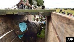 Les membres de l'équipe de translocation du Kenya Wildlife Services (KWS) aident à charger un rhinocéros mâle noir dans une caisse de transport dans le parc national de Nairobi, le 26 juin 2018.