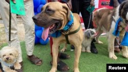 Dogs attend the opening session of the 3rd edition of Lagos Dog Carnival, in Nigeria December 11, 2021. . (REUTERS/Seun Sanni)