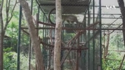 Ghana Endangered Monkeys -- USAGM