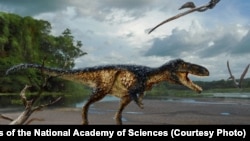 The fossilized remains of a new horse – sized dinosaur reveal how Tyrannosaurus rex and its close relatives became top predators, according to a new study published in the Proceedings of the National Academy of Sciences.