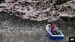 FILE - A woman takes a photo on a boat through a sea of cherry blossom petals at Imperial Palace moat in Tokyo, April 4, 2016.