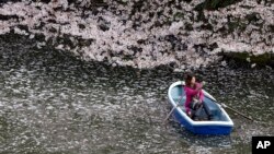 FILE - A woman takes a photo on a boat through a sea of cherry blossom petals at Imperial Palace moat in Tokyo, April 4, 2016.