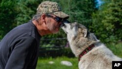 Dave Daley, a member of the Metis Nation, greets one of his dogs, Aug. 8, 2024, at his home in Churchill, Manitoba.