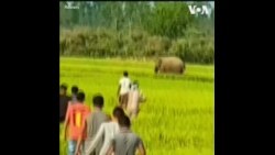 印度大象潜入农田破坏庄稼 数百村民不顾疫情前往围观