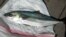 This photo provided by the Oregon Department of Fish and Wildlife shows a yellowtail jack fish that was captured from Japanese tsunami wreckage in Oregon, April 9, 2015. On Thursday, researchers reported nearly 300 species of fish, mussels and other sea creatures hitchhiked across the Pacific Ocean on debris from the 2011 Japanese tsunami, washing ashore alive in the United States. 