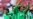 Mexican Fans Add Spice to South Africa's Football Fiesta
