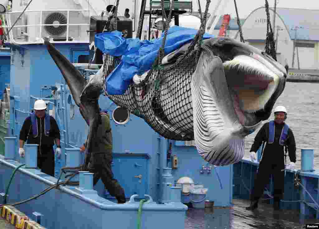 A captured Minke whale is unloaded after commercial whaling at a port in Kushiro, Hokkaido Prefecture, Japan, in this photo taken by Kyodo.