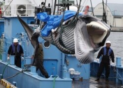 A captured Minke whale is unloaded after commercial whaling at a port in Kushiro, Hokkaido Prefecture, Japan, July 1, 2019, in this photo taken by Kyodo.