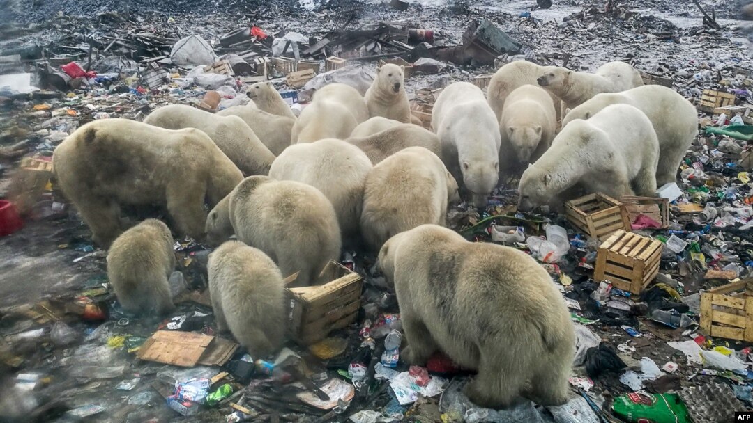 Polar bears feed at a garbage dump near the village of Belushya Guba, on the remote Russian northern Novaya Zemlya archipelago, Oct. 31, 2018.