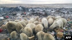 Des ours polaires se nourrissent dans une décharge près du village de Belushya Guba, dans l'archipel russe éloigné du nord de Novaya Zemlya, le 31 octobre 2018. (Alexander GRIR / AFP)