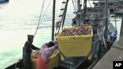 Fishermen with a full load of crustaceans caught in the Pacific Ocean off the California coast begin to unload their haul in San Francisco, January 2011