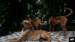 Lina the caramelo dog lies on a table at Indefesos dog rescue shelter in Rio de Janeiro, Dec. 12, 2024.