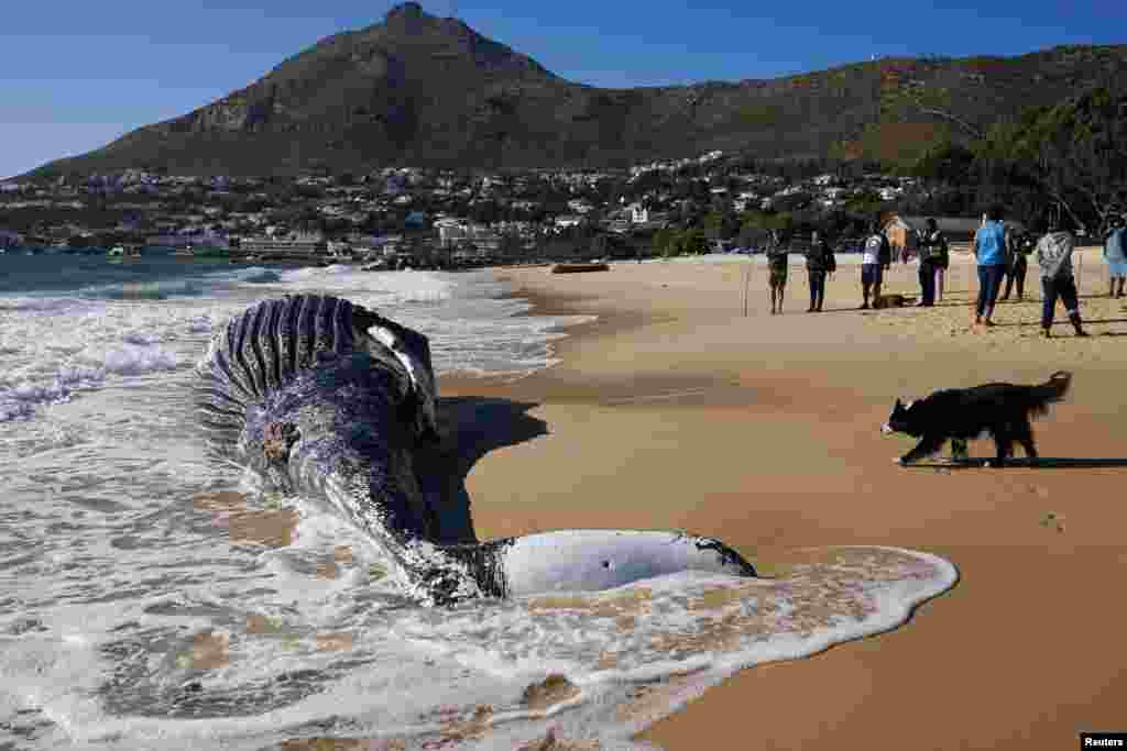 A dog approaches a deceased humpback whale washed up on Longbeach Simonstown in Cape Town, South Africa.