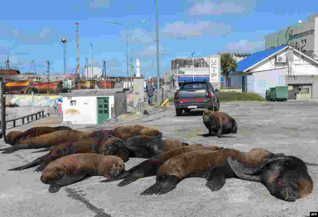Sea lions are seen on a street of Mar del Plata harbour during the lockdown due to the coronavirus pandemic, in Mar del Plata, some 400 km south of Buenos Aires, Argentina.