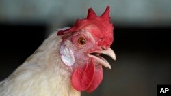 A chicken stands watch in a coop at the Quill's End Farm, Friday, Sept. 17, 2021, in Penobscot, Maine. A ballot question in will give Maine voters a chance to decide on a first-in-the-nation "right to food amendment." AP Photo/Robert F. Bukaty)