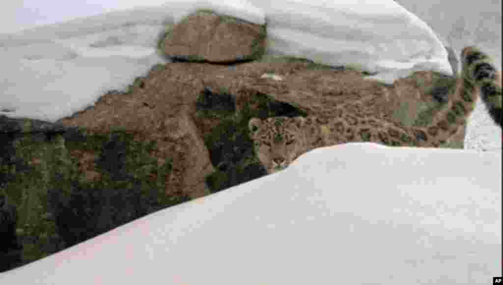 (Photo credit: Wildlife Conservation Society)