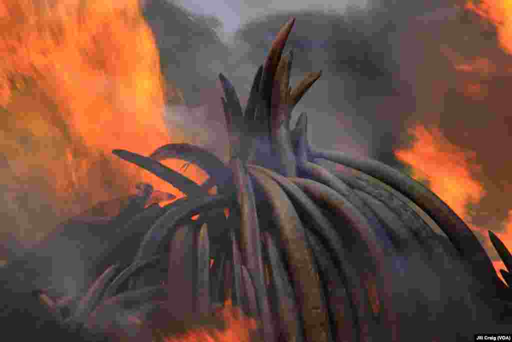 At the conclusion of a three-day anti-poaching summit, Kenya burned 105 tons of elephant ivory and more than 1 ton of rhino horn, at Nairobi National Park, Kenya, April 30, 2016.