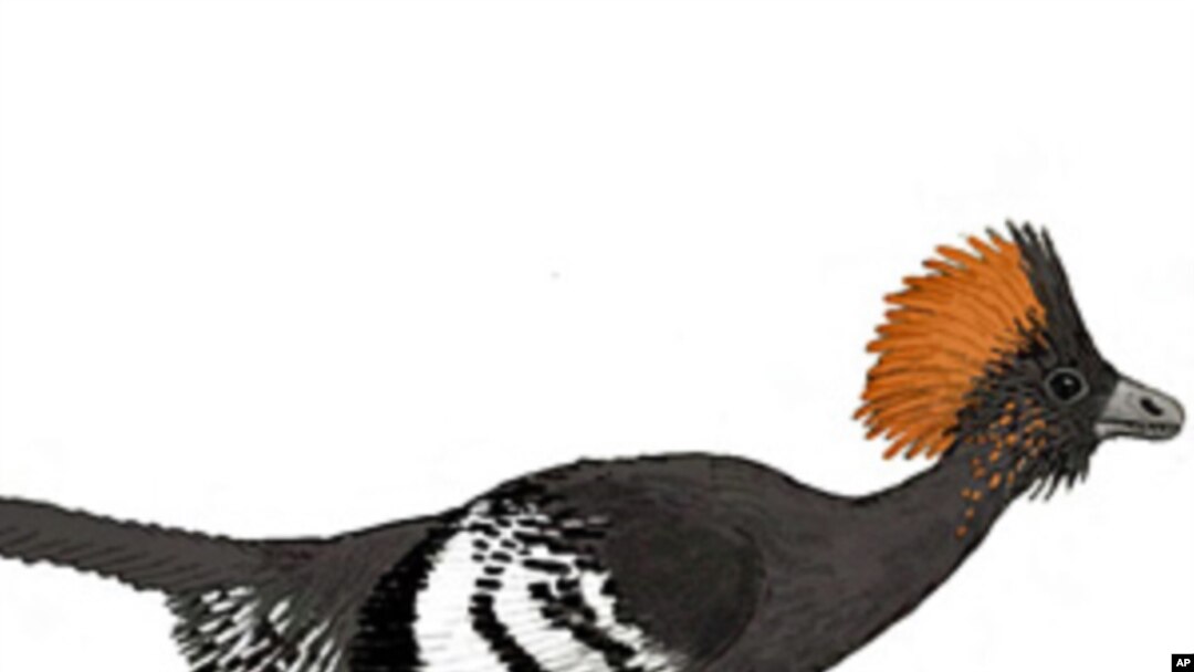 Reconstruction of the plumage color of the Jurassic troodontid Anchiornis huxleyi.
[Image courtesy of Michael A. Digiorgio]
