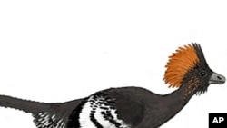 Reconstruction of the plumage color of the Jurassic troodontid Anchiornis huxleyi.
[Image courtesy of Michael A. Digiorgio]