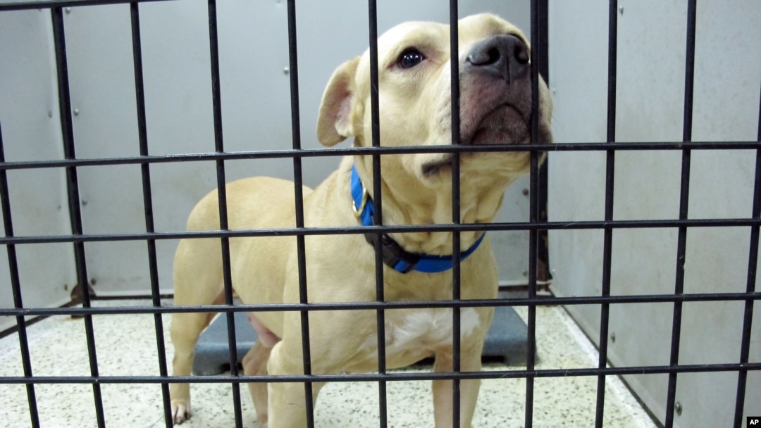 Seekor anjing yang disita dalam operasi pemberantasan jaringan adu anjing, duduk di dalam kandang, di Jacksonville, Florida, 26 Agustus 2014. 