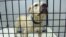 FILE - A dog seized during a dog fighting bust sits in a pen at a kennel in Jacksonville, Florida, Aug. 26, 2014. 