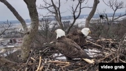 Bald eagles Justice (left) and Liberty are seen together for the first time in almost three weeks. 