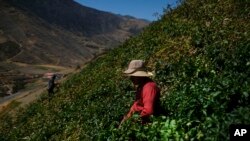 Leonel Zapata, un trabajador agrícola estacional de 30 años, cosecha papas en la ladera de una montaña en Mérida, Venezuela, el 5 de marzo de 2020.