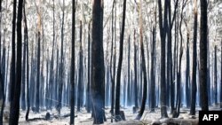 Pohon terbakar hitam setelah kebakaran di Old Bar, 350 km utara Sydney pada 10 November 2019. (Foto: AFP)