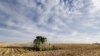 Soybean Acres to Exceed Corn for the First Time in 35 Years