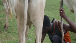 Nigeria's Plan For Cattle Herders Triggers Some Negative Reactions