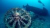 Sebuah kapal perang yang karam saat Pertempuran Gallipoli dalam Perang Dunia I di pesisir Canakkale, Turki. (Foto: Direktorat Situs Sejarah Gallipoli via Reuters)