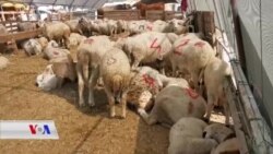 Îsal li Enqerê Bazara Qurbanê Sist Bû