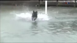 اخبار شامگاهی