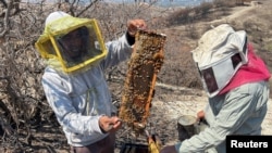 Beekeepers Alfredo Lopez Espiritu and Eloy Perez Garcia work to relocate and save wild bee hives, protecting them from the lack of flowering caused by drought and attacks by people who consider them aggressive, in San Lorenzo Cacaotepec, Mexico, May 4, 2024. 