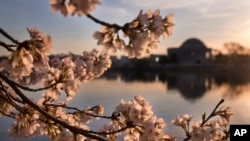 Bunga sakura warna merah muda terlihat mekar saat matahari terbit dari balik Jefferson Memorial, di Tidal Basin, Washington, 24 Maret 2016. (Foto: dok).