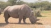 科学能拯救肯尼亚稀缺动物犀牛吗？