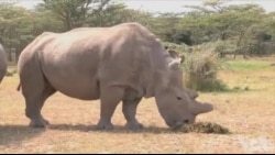 科学能拯救肯尼亚濒临灭绝的犀牛吗？