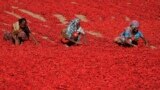 Indian women sort red chillies to dry at Shertha village in the western Indian state of Gujarat.