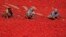 Indian women sort red chillies to dry at Shertha village in the western Indian state of Gujarat.