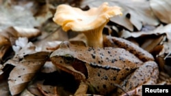 In this file photo, a wood frog rests beside a chanterelle mushroom in the forest at Medvednica mountain overlooking Zagreb June 6, 2011. (REUTERS/Nikola Solic/File Photo)