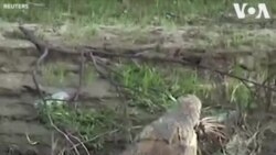 #Ինդոնեզիայում բնապահպանները օգնության կարիք ունեն՝ կոկորդիլոսի վզին ամրացված անվադողի հեռացման հարցում