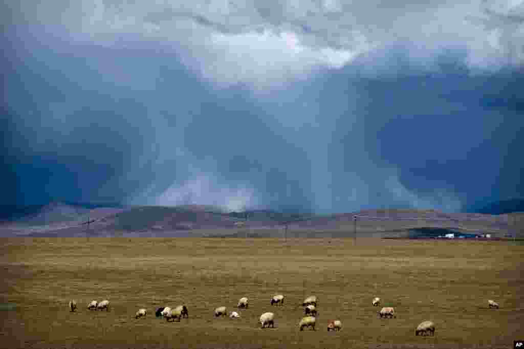 Sheep graze on the Tibetan plateau as the sun illuminates a cloudburst in the distance in Namtso in western China&#39;s Tibet Autonomous Region, June 2, 2021.